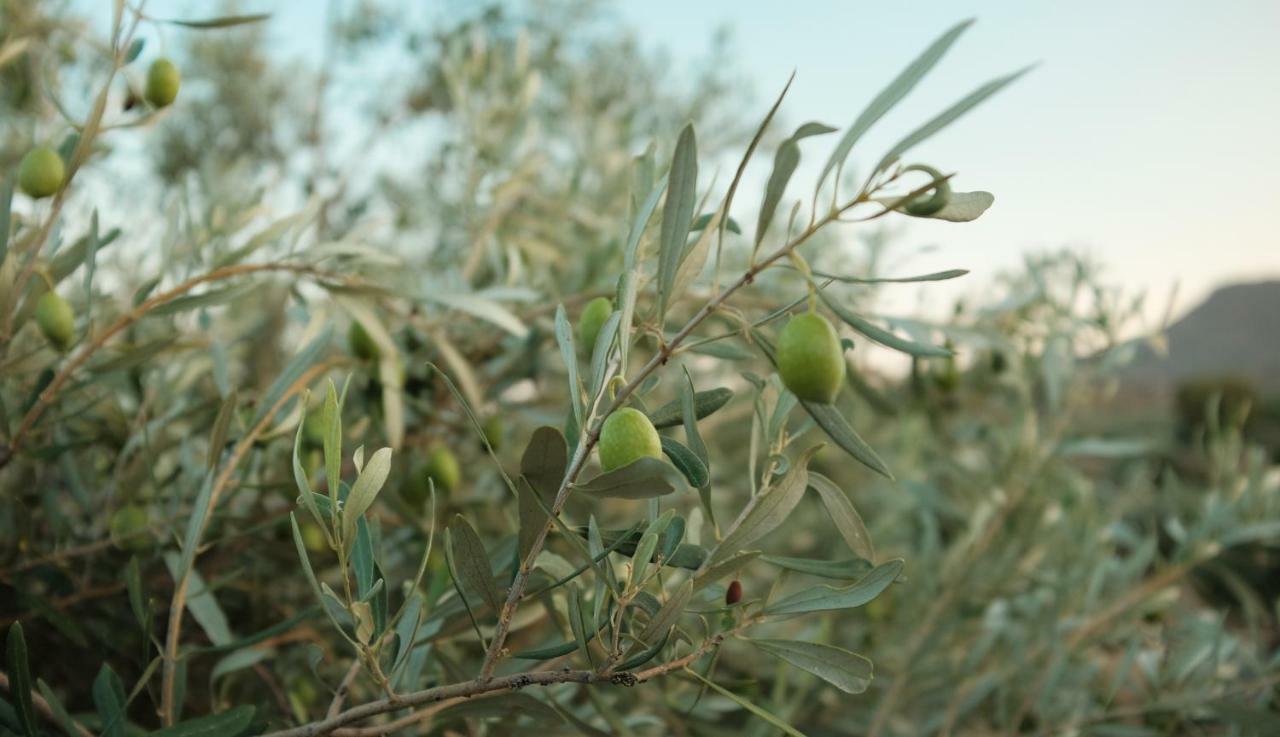 Olive Grove Guest House Anavyssos Bagian luar foto